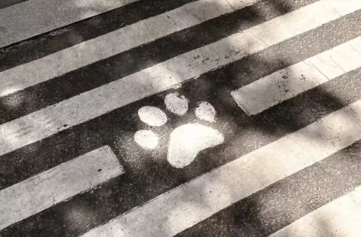 MiuCat